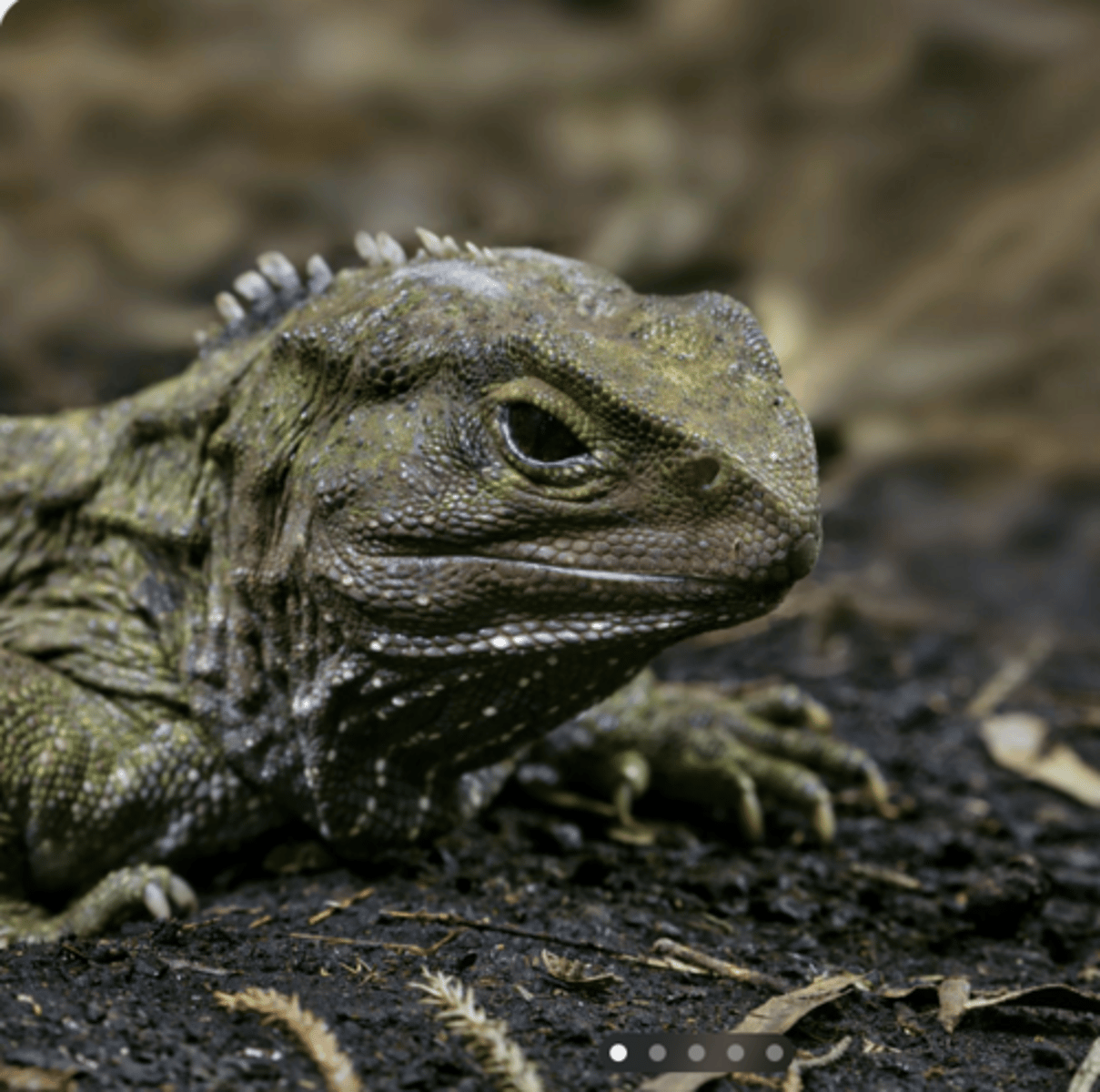 <p>Sphenodontia is a small and ancient order of reptiles. Today, it has only one living representative:</p><p>The Tuatara</p>