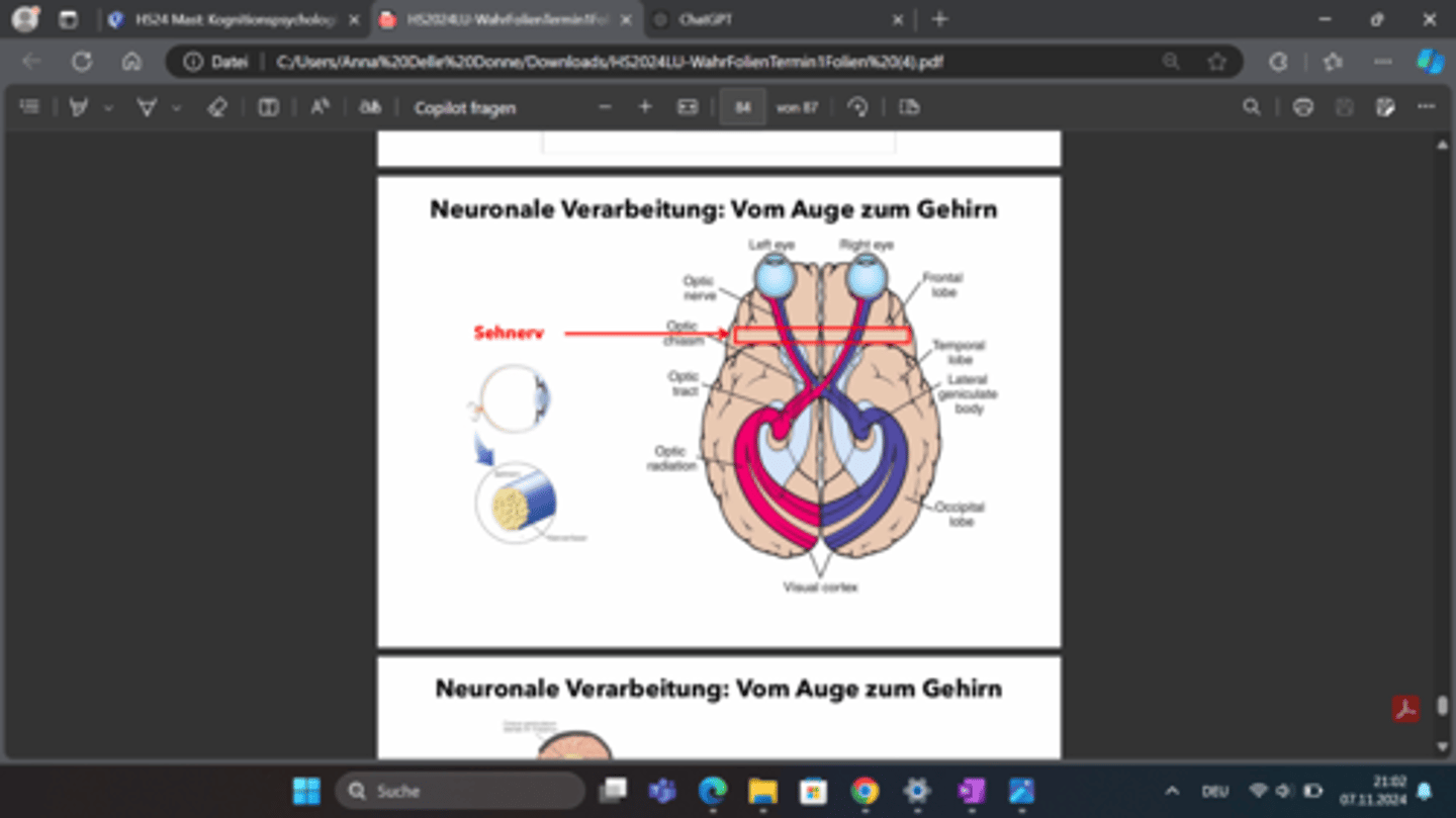 <p>Der Sehnerv (Optic Nerve) transportiert die Informationen von der Retina zum Gehirn. An der Sehnervenkreuzung (Optic Chiasm) kreuzen sich die Nervenfasern, sodass die Informationen aus dem linken Sichtfeld in die rechte Gehirnhälfte und umgekehrt verarbeitet werden.</p>