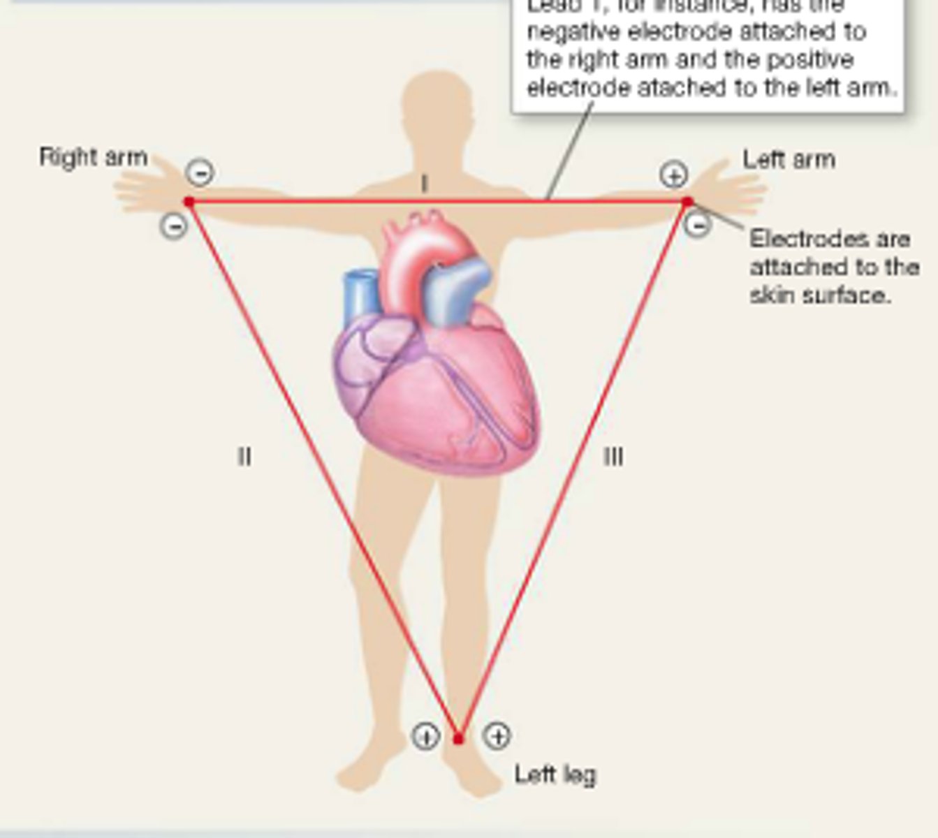 <p>communication between:</p><p>- right arm and left arm (lead I)</p><p>- left leg and right arm (lead II)</p><p>- left arm and left leg (lead III)</p><p>(like a triangle)</p>