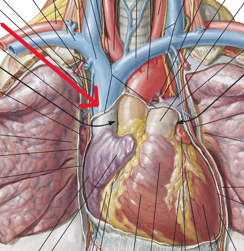<p>Which vessel of heart:</p><ul><li><p>Empties <u>upper</u> body into right atrium</p></li></ul><p></p>