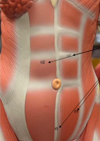 <p>what are these muscles?&nbsp;</p>