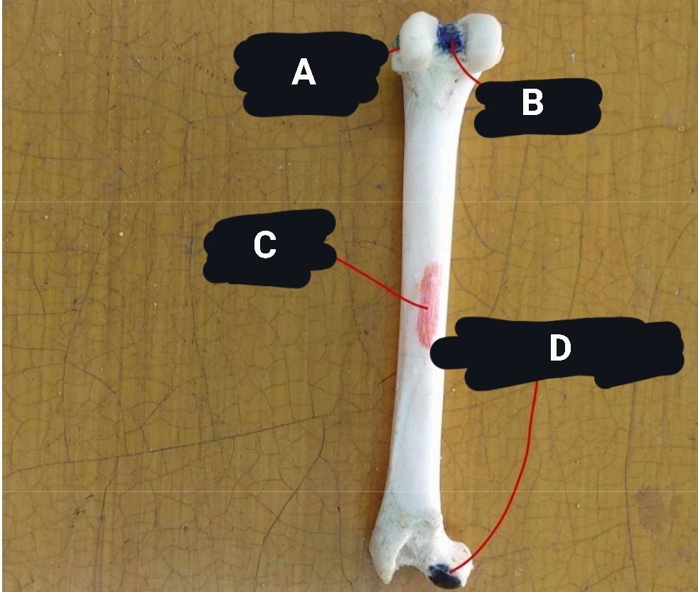 <p>Cat’s Femur</p>