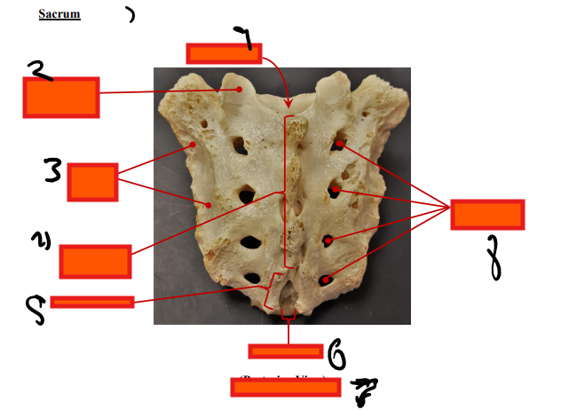 <p>Sacrum</p>