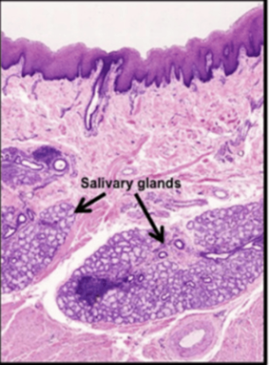 <p>Salivary glands</p>