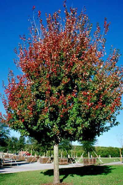<p>Red Maple</p>