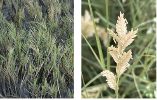 <ul><li><p>transitional zone</p></li><li><p>tufted, clump like grass</p></li><li><p>looks like wheat</p></li></ul><p></p>