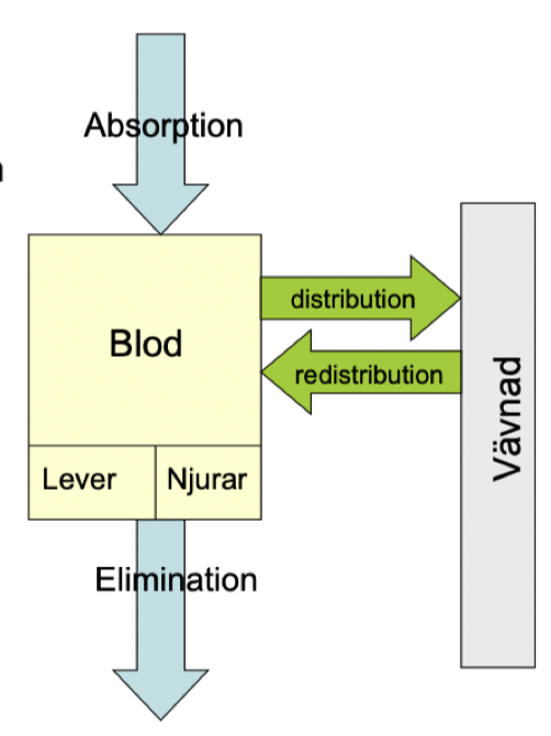 <p><strong>Jämviktskoncentration</strong>: mängden tillfört LM = mängden eliminerat LM</p><p><strong>Distributionsjämvikt</strong>: distribution till vävnad = redistribution. </p>