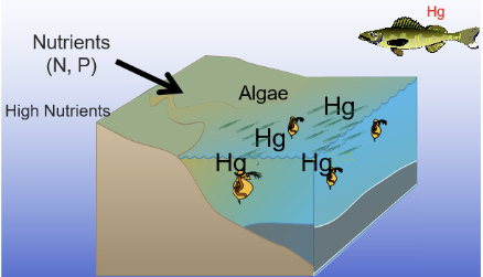 <p><span style="line-height: 20.925px;">- Hg binds to anything organic, so it binds to algae </span></p><p class="Paragraph SCXW205903886 BCX0" style="text-align: left;"><span style="line-height: 20.925px;">- the daphnia eat the algae </span></p><p class="Paragraph SCXW205903886 BCX0" style="text-align: left;"><span style="line-height: 20.925px;">- The fish eats that algae and now has mercery </span></p>