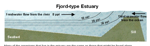 <p>Fjord-type estuary</p>