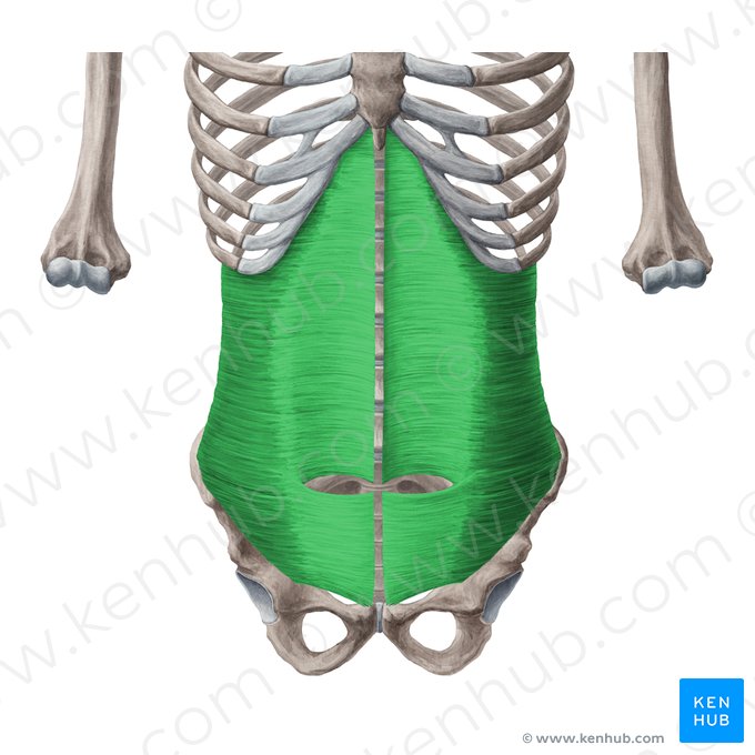 What is the origin for Transverse Abdominis?