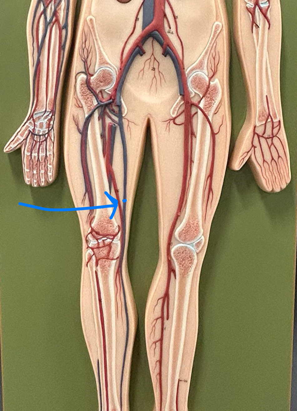 knowt flashcard image