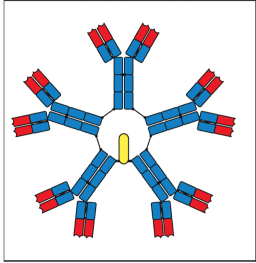 <p>the first antibody class produced and secreted as a pentamer, creating 10 antigen-binding sites; helps the complement cascade and phagocytosis; disadvantaged because of it’s bulky size, so it limits its penetration of infected tissues; can be secreted before hypermutation occurs </p>