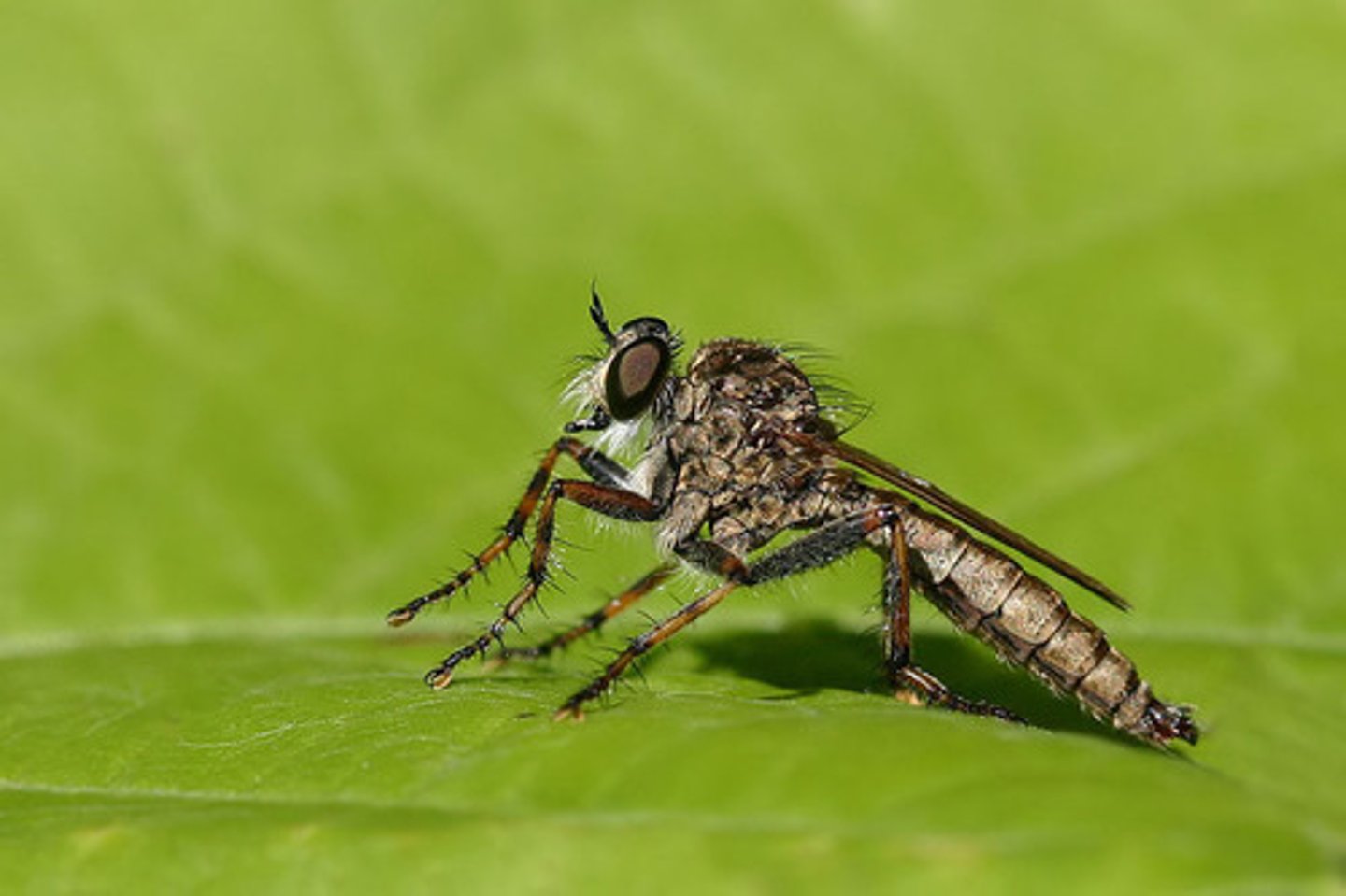 <p>Robber flies</p>