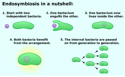 <ul><li><p>certain cells evolved to be highly efficient at generating energy from food</p></li><li><p>one of these cells was consumed by another bacterium</p></li><li><p>the predator retains the other cell inside of it to get it to generate food</p></li><li><p>the two cells are dependent on each other and essentially act as a single cell</p></li></ul><p></p>