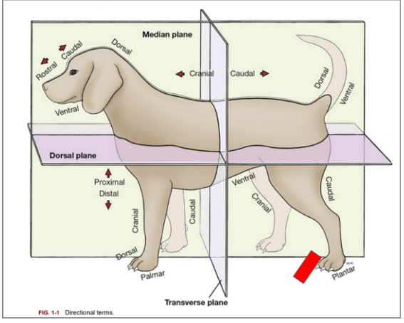 <p>What is the directional term blocked out in red?</p>