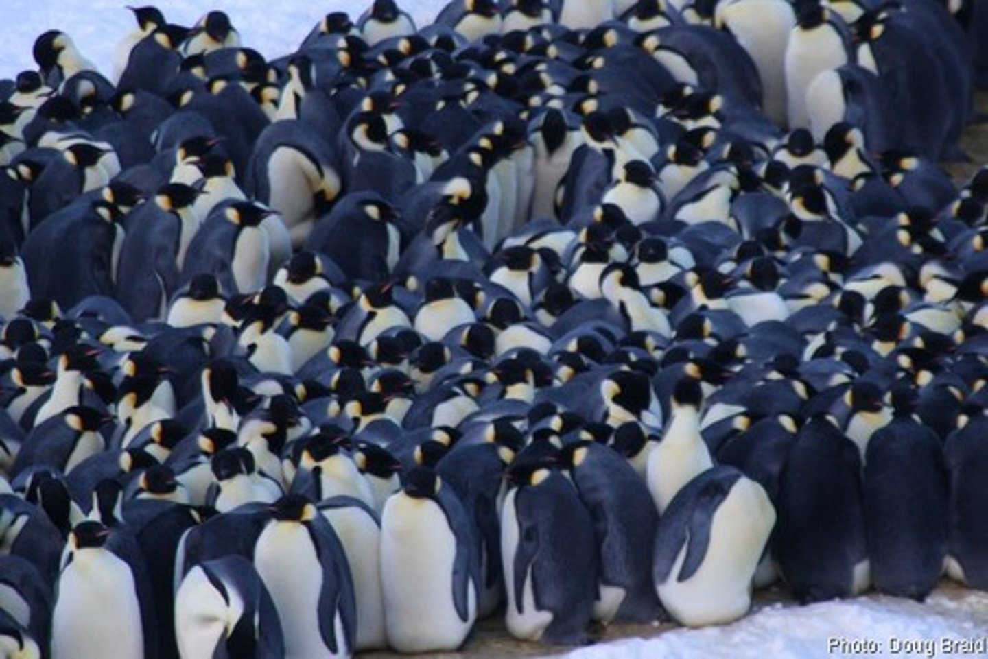 <p>Communal nesting/denning/roosting aids in maintaining heat for numerous species in</p><p>winter</p>