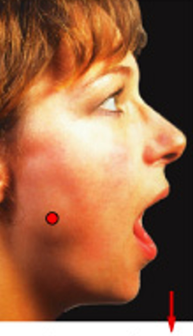 <p>Which special movement is:</p><ul><li><p>Moves in inferior direction (down)</p></li></ul><p></p>