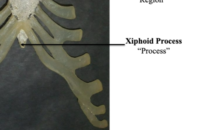 <p>Xiphoid Process </p>