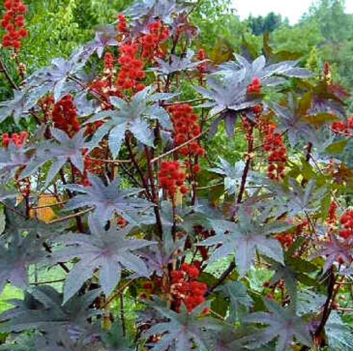 <p>Ricinus communis</p>