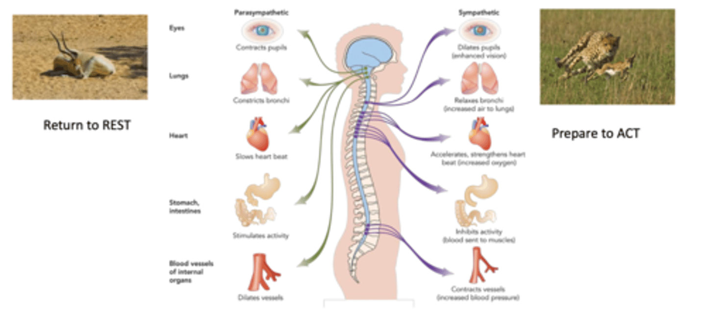 <p><strong>Somatic Nervous System:</strong></p><p>- Allows you to sense and respond to your environment: sensory neurons, motor neurons: take in sensory information and respond accordingly </p><p>- Voluntary control of body movements</p><p>- Sensory and motor neurons bind to create nerves </p><p>- Transmit messages to sensory receptors </p><p></p><p></p><p><strong>Autonomic Nervous System</strong>:</p><p>Controls involuntary movement of glands and smooth muscles in body organs: digestion, pancreas, respiration, heart rate </p><p><strong>1. Sympathetic Nervous System:</strong> Arouse body "fight or flight" and acts as a centralized unit: activation results in cascade of physiological changes to prepare for quick movement</p><p><strong>2. Parasympathetic Nervous System: </strong>Slows down body processes (rest or digest) and can operate more specifically: homeostasis: keeping the body steady </p>