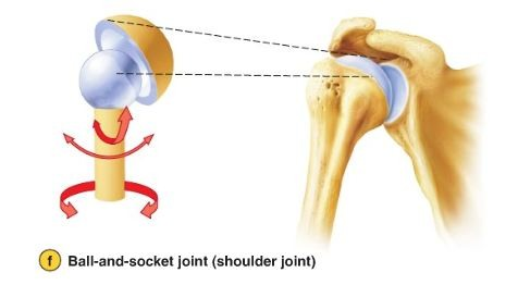 freely movable joint

\
