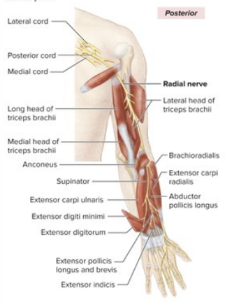 <ul><li><p>all posterior arm muscles (extends length of entire arm)</p></li><li><p>lateral part of the “Y”</p></li></ul><p></p>