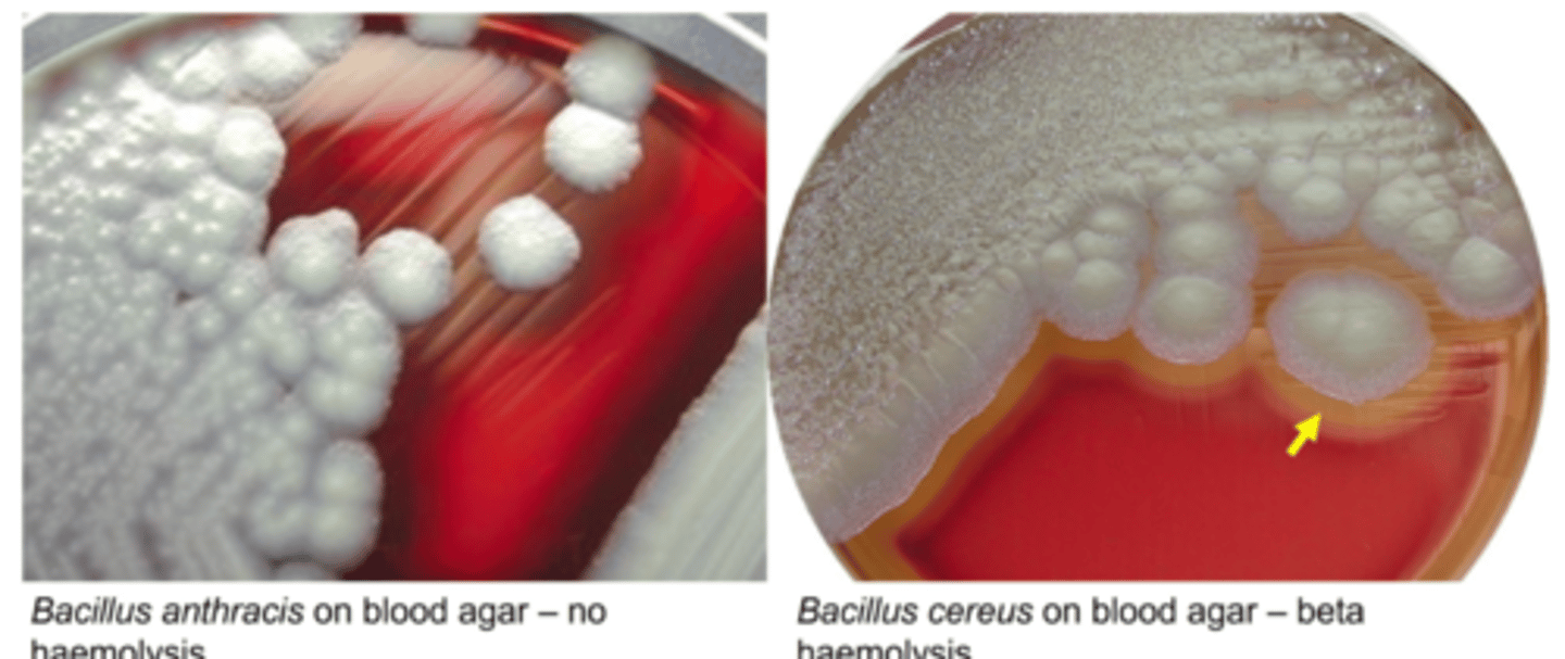 <p>Bacillus anthracis: </p><p>Can only survive in in arid areas with seasonal rain that dries up quickly, as in nutrient rich and moist conditions it is outcompeted by other bacteria/fungal species. Endospores in run-off water accumulate in low-lying, poorly drained areas. If water runs freely spores will be diluted and washed away</p><p>Bacillus cerus:</p><p>Proliferates rapidly in soils and Produces Bacteriocins that allow it to out-compete other soil microrganisms</p>