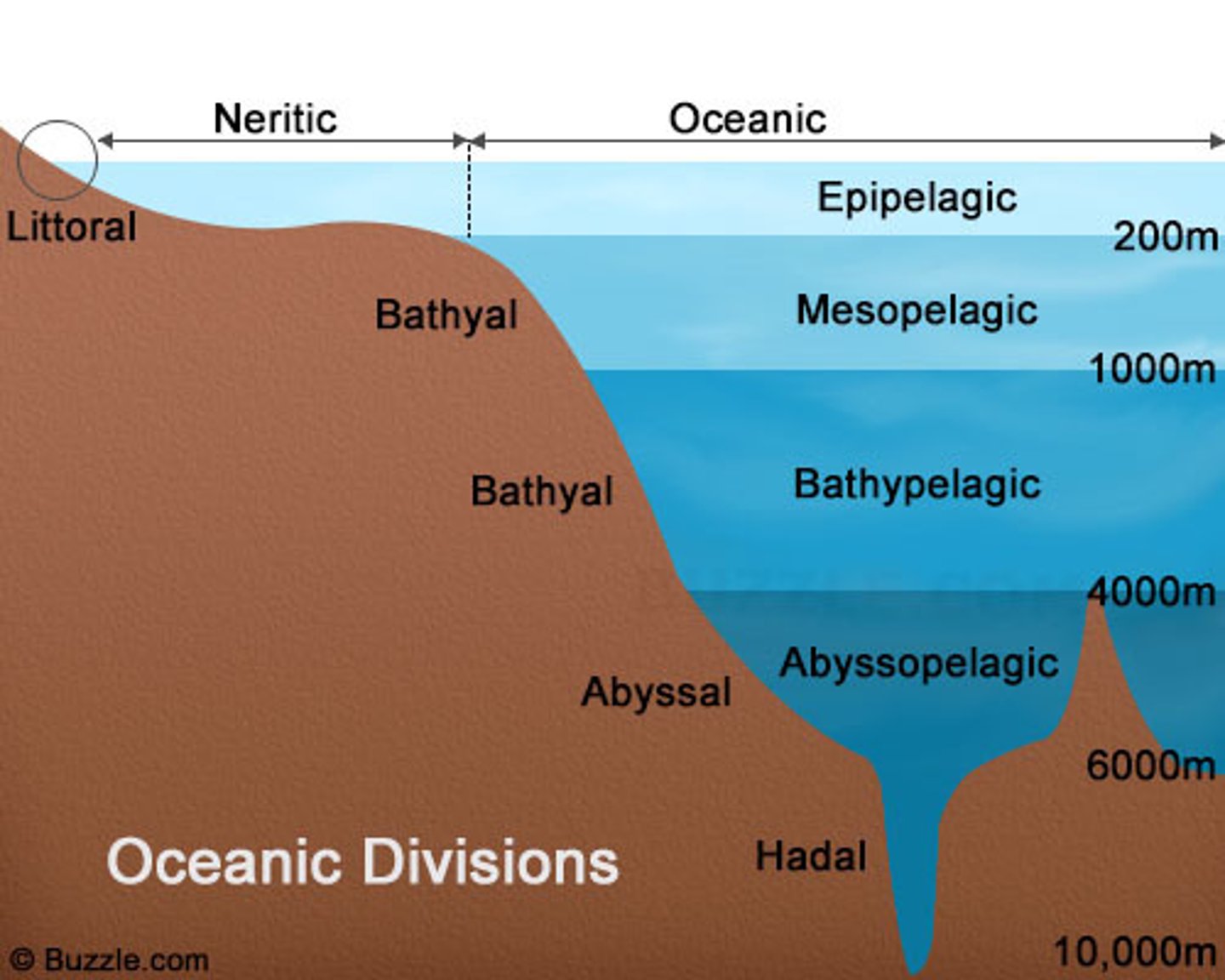 <p>1. Coastal Zone<br>2. Euphotic Zone - warm + light<br>3. Bathal Zone - cool water, little light<br>5. Abyssal/Benthic Zone - dark, cold, high pressures</p>