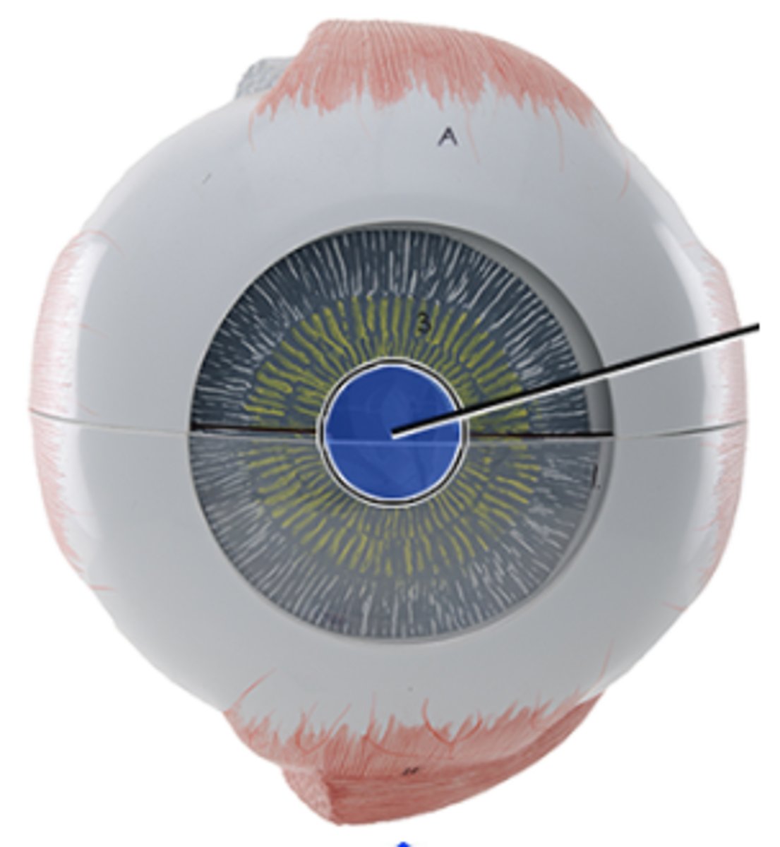 <p>Which structure is highlighted and indicated by the leader line?</p><p>a. Cornea</p><p>b. Iris</p><p>c. Pupil</p><p>d. Sclera</p><p>e. Ciliary body</p>