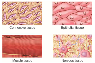 <p><strong>Tissues derived from germ layers</strong> that perform specific functions.</p>