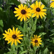 <p>Black-eyed Susan </p>