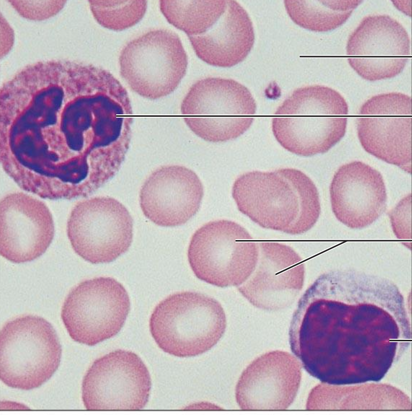 <ol><li><p><strong>Name the tissue type</strong></p></li><li><p><strong>Name the cell types</strong></p></li></ol><p></p>