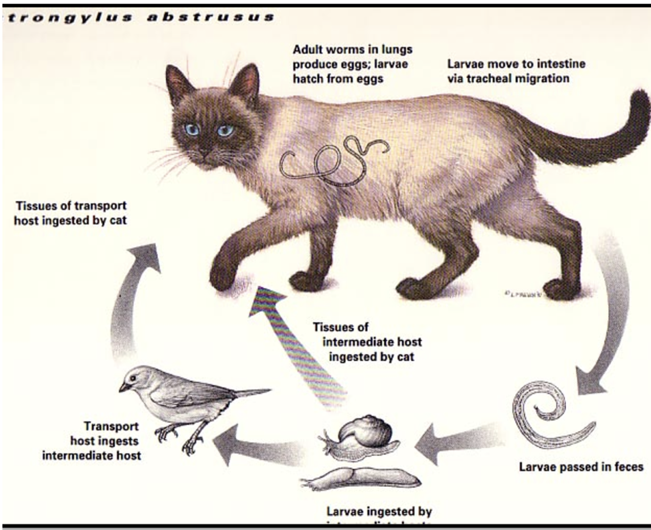 <p>Indirect life cycle→</p><ul><li><p><span style="background-color: transparent;"><span>Eggs passed by adult female worms hatch in the lungs, and larvae pass up the trachea, then down the intestinal tract, and out in feces.&nbsp;</span></span></p></li></ul><p><span style="background-color: transparent;"><span>IH→ Snail and slugs are the intermediate hosts</span></span></p><p><span style="background-color: transparent;"><span>paratenic hosts→ e.g., rodents, birds, amphibia, and reptiles.&nbsp;</span></span></p><ul><li><p><span style="background-color: transparent;"><span>Ingested larvae are liberated in the intestine, penetrate the mucosa, and migrate in the blood to the lungs.</span></span></p></li></ul><p><span style="background-color: transparent;"><span> Adult worms are found→in the alveolar ducts and terminal bronchioles 8 to 9 days after infection.</span></span></p><p></p>