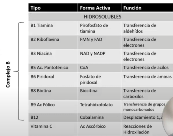 <p>Se almacena <strong>en pequeñas cantidades</strong> y su solubilidad <strong>permite eliminar rápidamente </strong>el exceso</p><ul><li><p><strong>B1 Tiamina</strong></p></li><li><p><strong>B2 Riboflavina</strong></p></li><li><p><strong>B3 Niacina</strong></p></li><li><p><strong>B5 Ác pantoténico</strong></p></li><li><p><strong>B6 Piridoxal</strong></p></li><li><p><strong>B8 Biotina</strong></p></li><li><p><strong>B9 Ác Fólico</strong></p></li><li><p><strong>B12 Cobalamina</strong></p></li><li><p><strong>Vitamina C Ác Ascórbico</strong></p></li><li><p><strong>Complejo B</strong></p></li></ul><p></p>