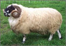 <p><span style="background-color: transparent;"><span>Scottish Blackface</span></span></p>