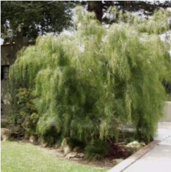 <p>river wattle</p><p>very long green bean shaped pods, very distinct short small skinny leaves will drop if it gies through drought </p>