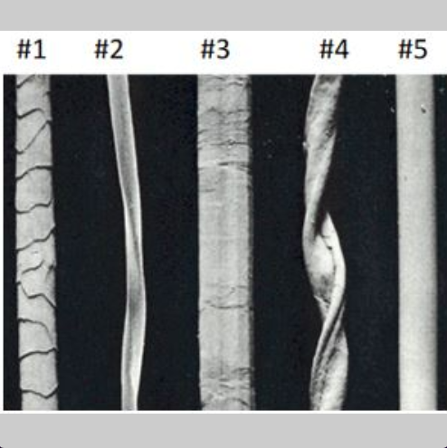 <p><span>What is true about fiber #5?</span></p>