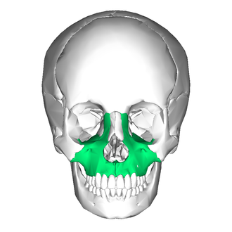<ul><li><p>upper jaw</p></li><li><p>anterior hard palate </p></li></ul><p></p>