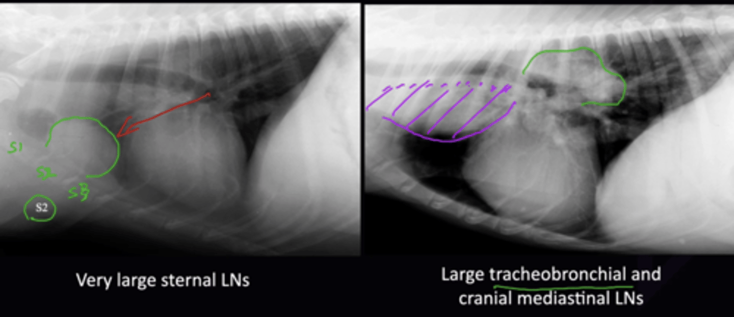 <p>Lymph Nodes are Normally Not Seen</p><p>1. At the Level of S2 (Sternal 2) in dogs, and S3 in Cats</p><p>2. Multiple LNs along the cranial mediastinum ventral to the trachea. Efface so cannot be seen until they cause cranial mediastinal mass</p><p>3. LNs at the carina. Displace the caudal aspect of the trachea ventrally</p>