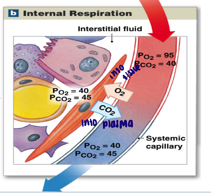 <ul><li><p>Oxygenated blood delivered to tissues (internal respiration of cells consumes O<sub>2</sub> and produces CO<sub>2</sub>)</p><ul><li><p>Carbon dioxide moves down its gradient FROM tissues into blood</p></li><li><p>Oxygen moves down its gradient FROM blood into tissues</p></li></ul></li><li><p>P<sub>a</sub> O<sub>2</sub> = 95 (basically 100)  mmHg → P<sub>v</sub> O<sub>2</sub> = 40 mmHg</p></li><li><p>P<sub>a</sub> CO<sub>2</sub> = 40 mmHg → P<sub>v</sub> CO<sub>2</sub> = 45 mmHg</p></li></ul><p></p>