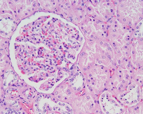 <p>Name the tissue</p>