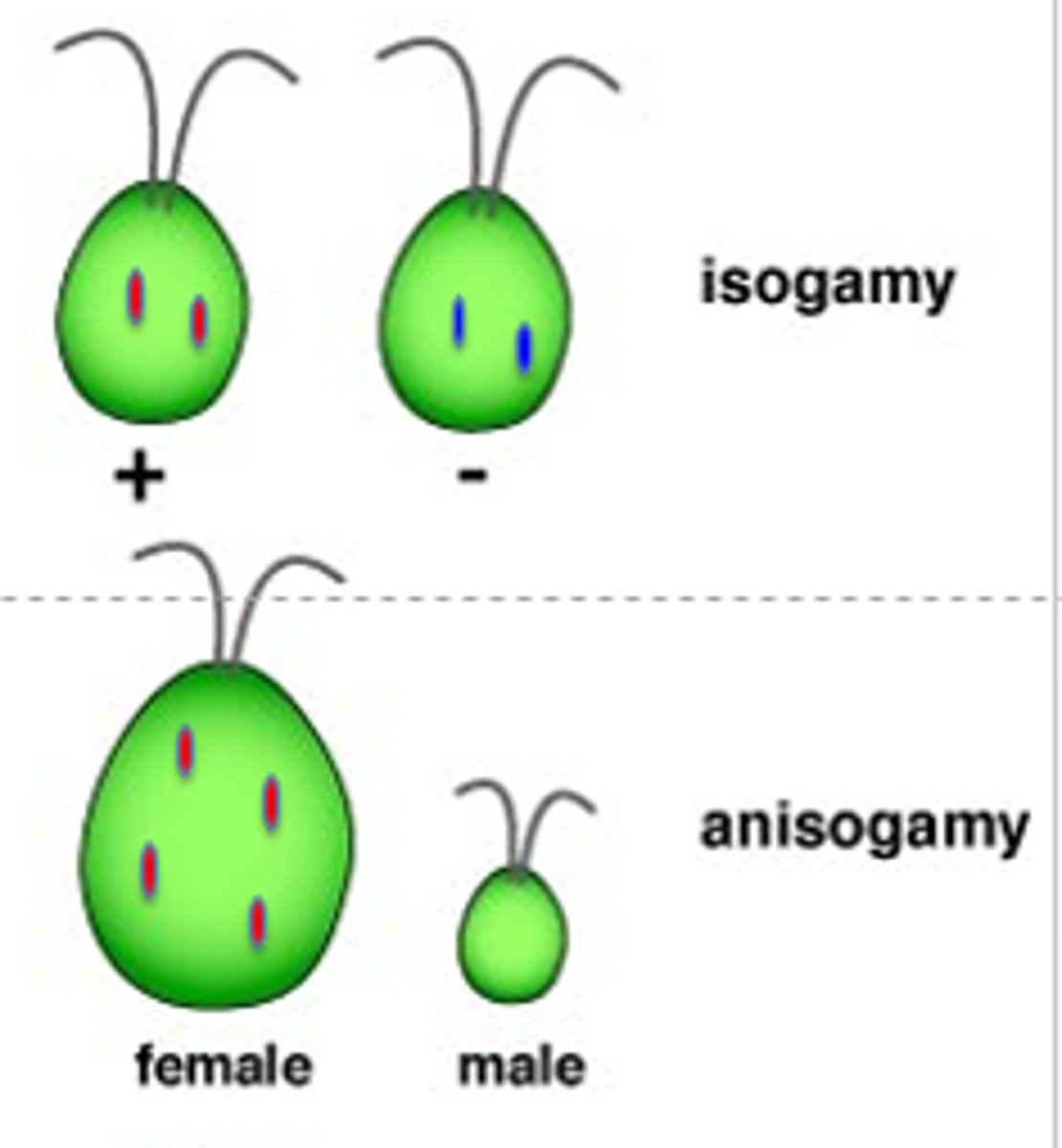 <p>gametes are equal in size</p><p>(lower chance of fertility = allows for more offspring)</p>