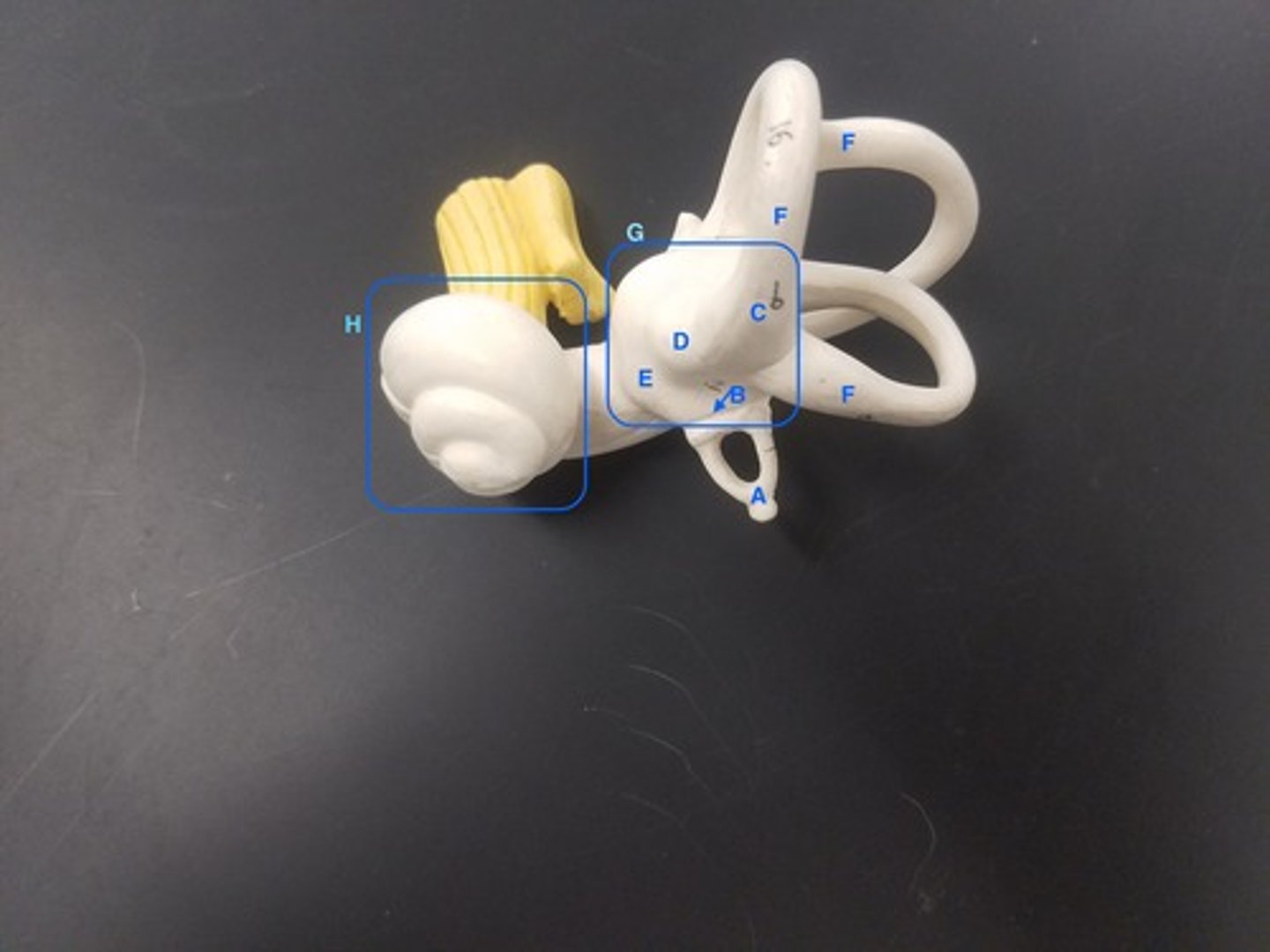 <p>Identify Structure E</p>
