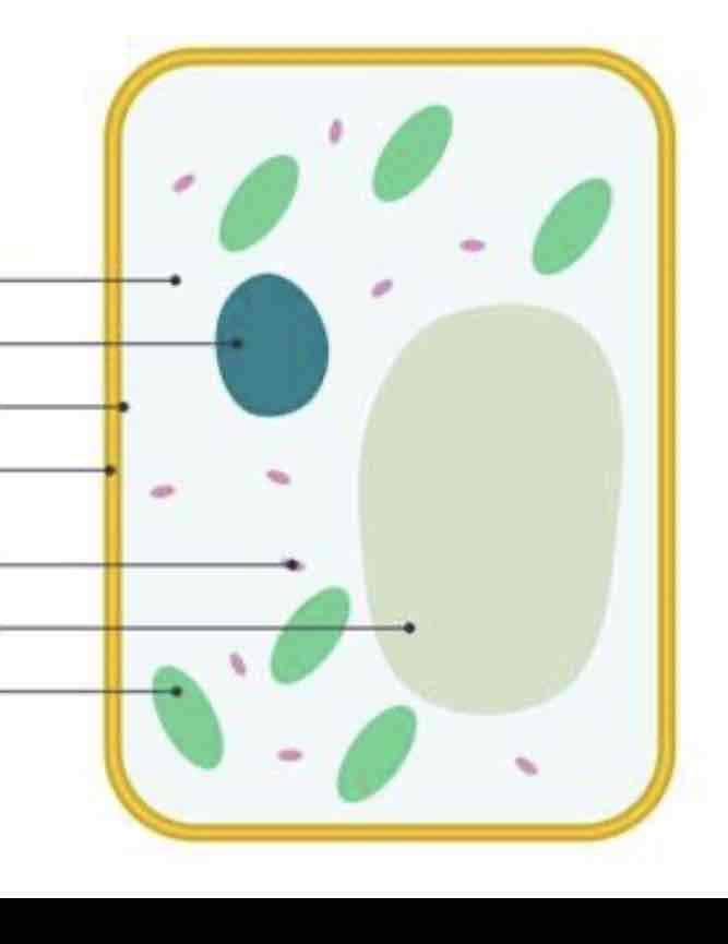 <p>What type of cell is this</p>