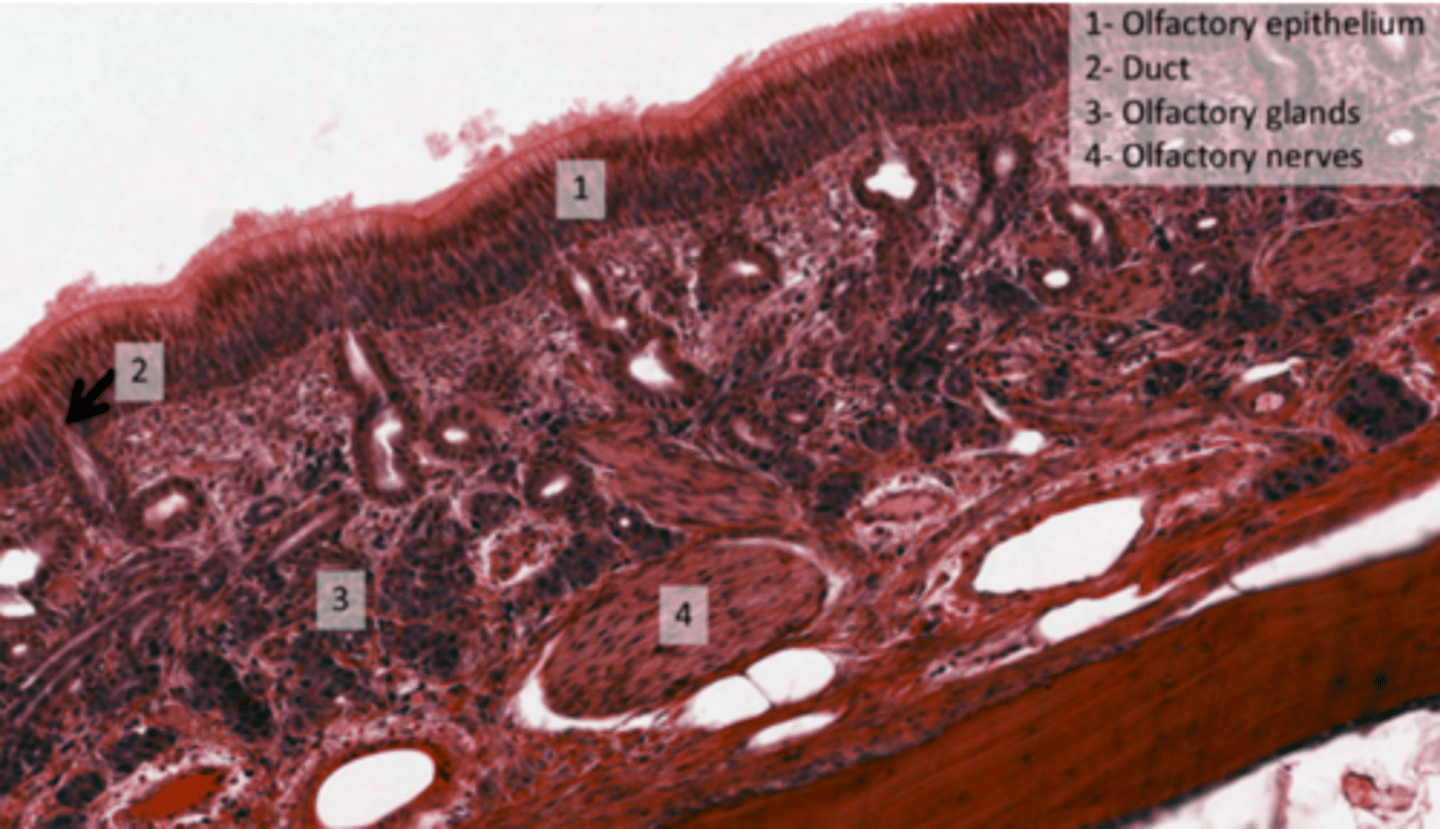 <p>To ensure a clear path for odorant molecules to interact with sensory receptors without obstruction from mucus.</p>