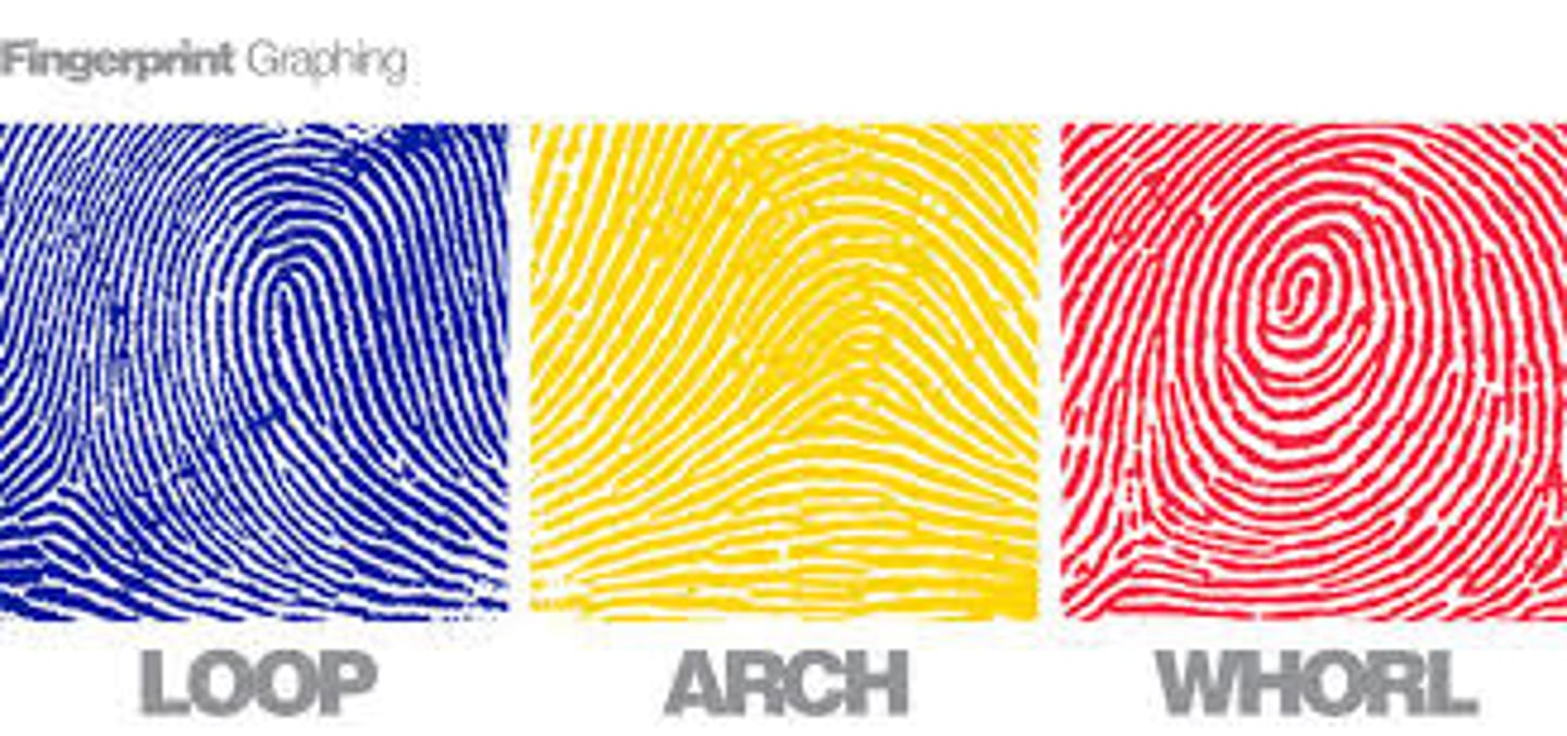 <p>1) loops</p><p>2) whorls</p><p>3) arches</p>