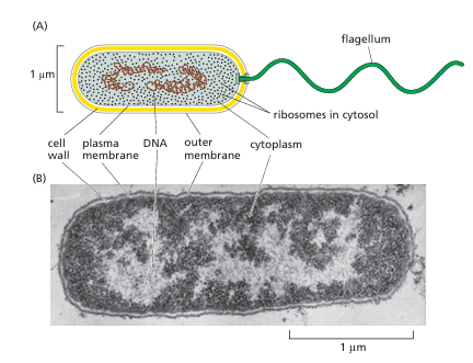 <p>Prokaryotes (bacteria and archaea) are domains of life lacking a nucleus and membrane-bound organelles. They are simpler than eukaryotes, with diverse metabolic capabilities and a single circular chromosome in the cytoplasm.</p>