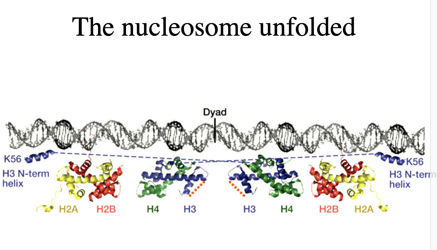 <ul><li><p>shows the components</p></li></ul><p></p>