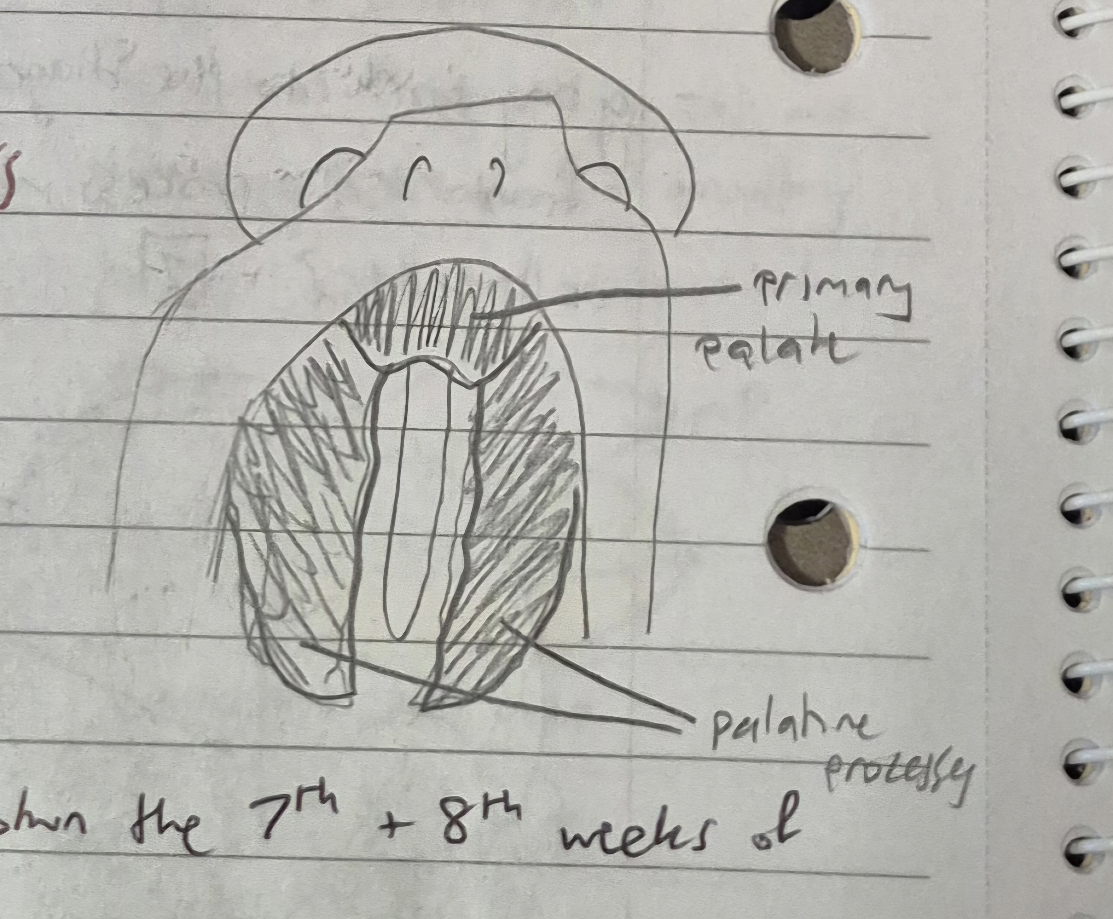 <ol><li><p>palatine process</p></li><li><p>maxillary processes</p></li><li><p>Y</p></li></ol><p></p>