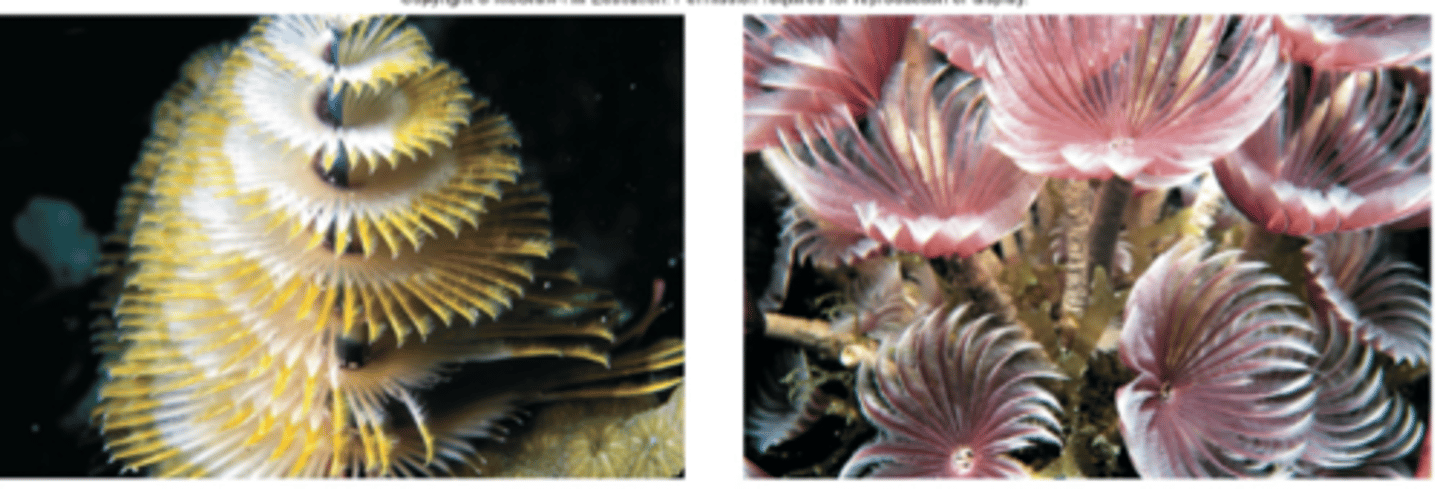 <p>motile polychaete worms, many are euryhaline, well differentiated head with sense organs, parapodia (paired appendages) on each segment, many setae arranged in bundles on parapodia, no citellum</p>